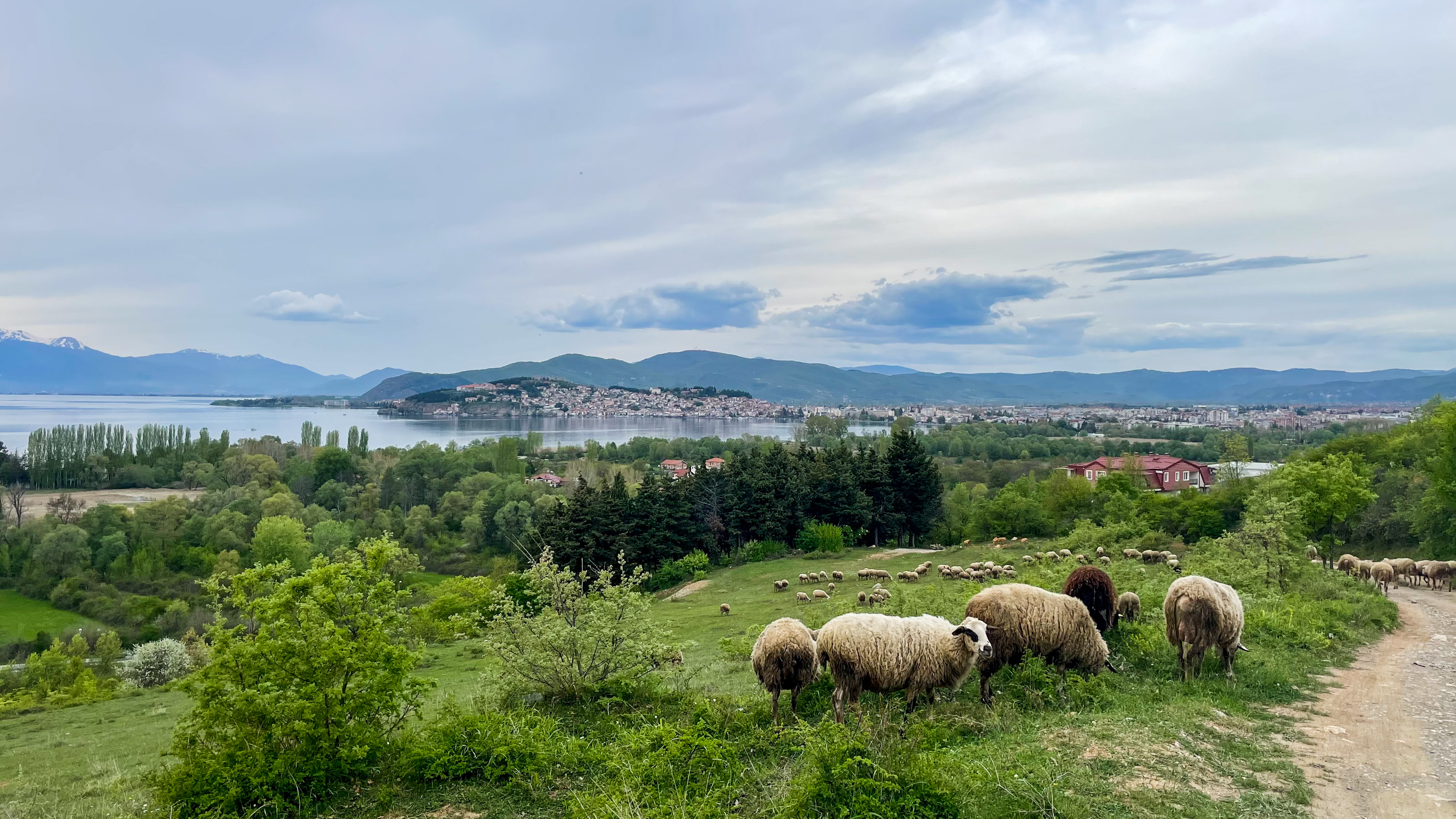 Des moutons dans les hauteurs d'Ohrid