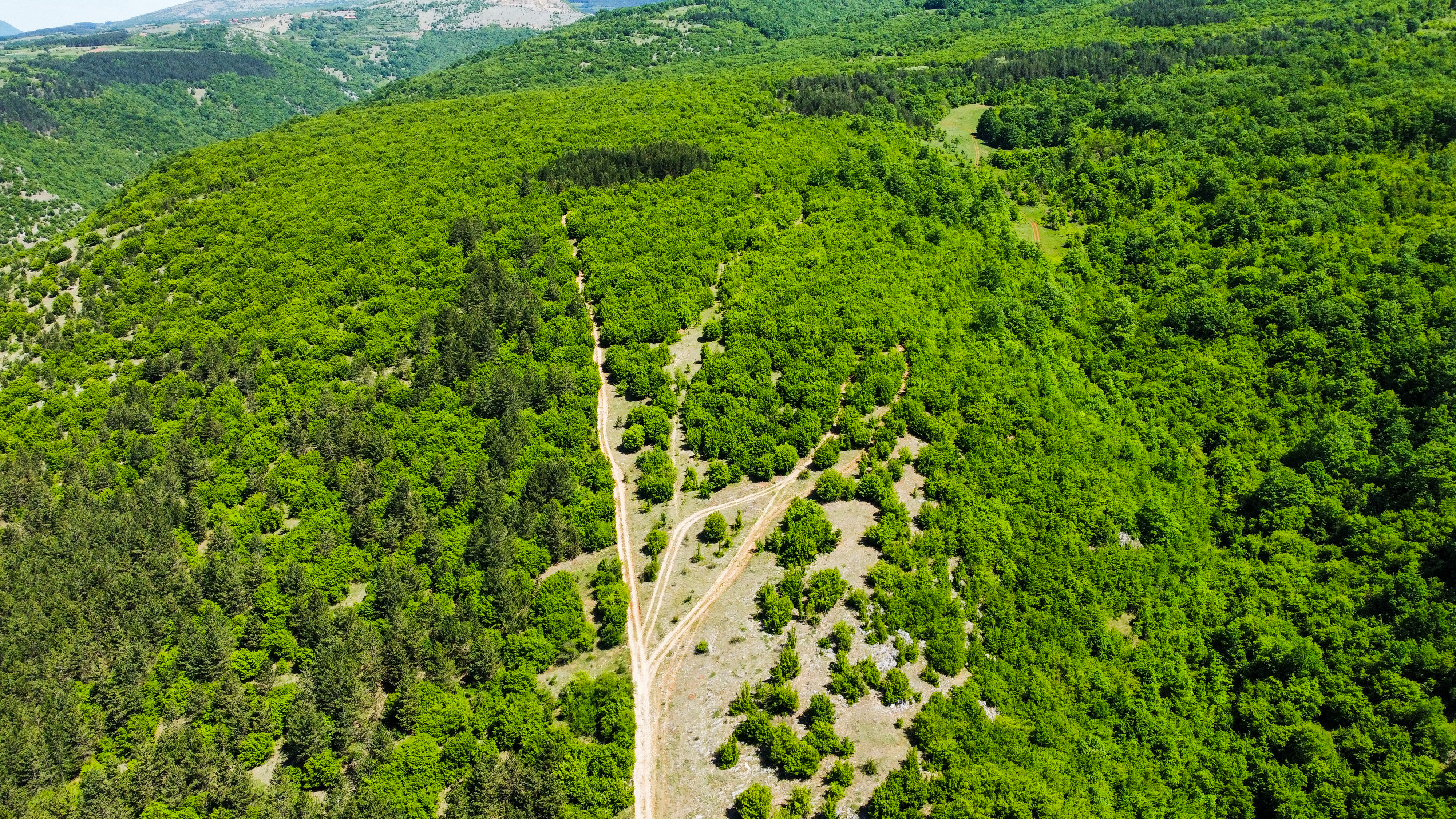 Forêt de Pirot