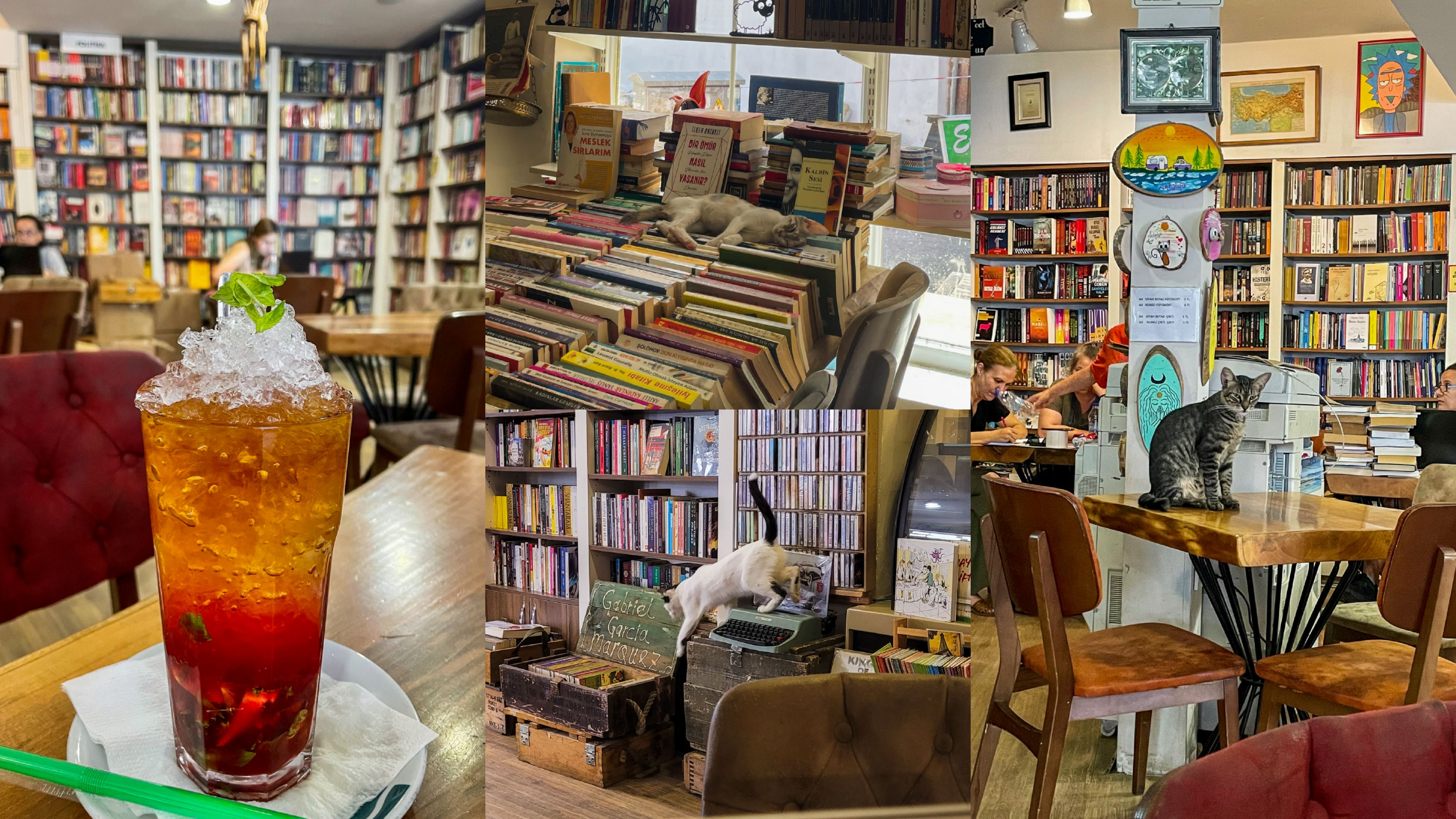 Café-librairie : des livres, des chats, c'est le paradis