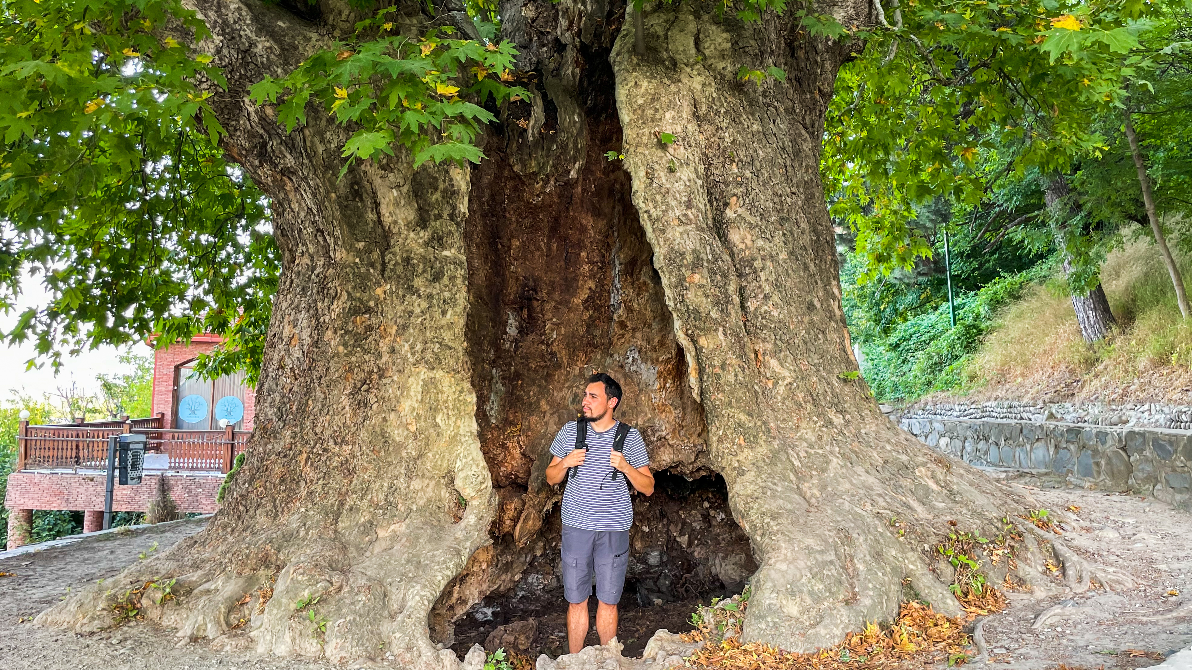 L'arbre centenaire de Telavi
